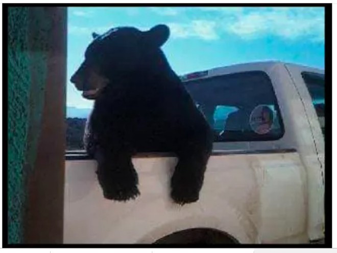 Clip: Thực hư chuyện chú gấu biết vẫy xe xin quá giang ở Mexico - Ảnh 2.