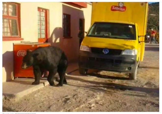 Clip: Thực hư chuyện chú gấu biết vẫy xe xin quá giang ở Mexico - Ảnh 3.