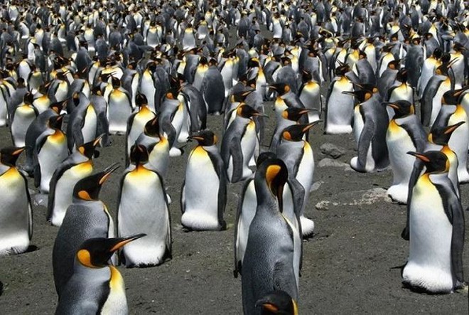 Những đặc điểm thú vị về loài chim cánh cụt vua  - Ảnh 1.