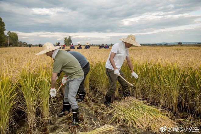 Không hề nghèo khó, Nhĩ Khang Châu Kiệt hạnh phúc với cuộc sống làm nông dân trồng lúa - Ảnh 10.