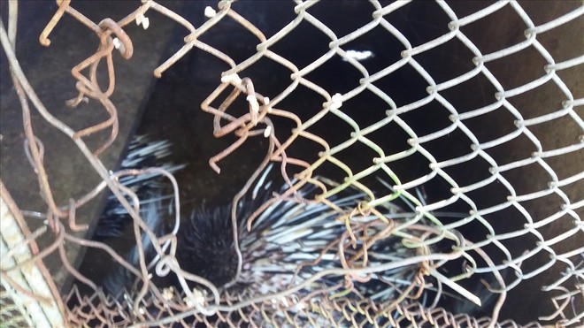 Cận cảnh thú nuôi bị coi là ngược đãi tại vườn thú Công viên nước Củ Chi - Ảnh 4.