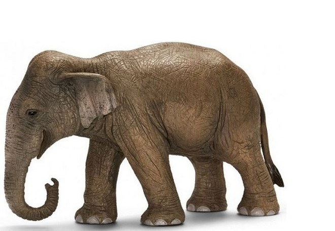 Voi châu Á, loài voi thông minh và độc đáo - Ảnh 1.