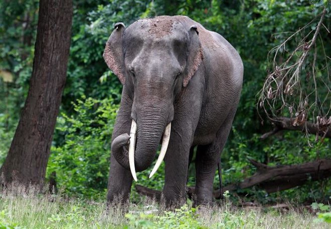 Voi châu Á, loài voi thông minh và độc đáo - Ảnh 3.