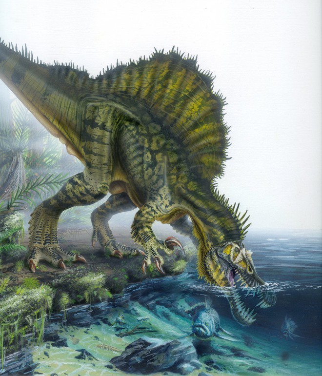 Spinosaurus - loài khủng long kỳ cục nhất thời cổ đại: Săn cá như thần mà không thể bơi lội - Ảnh 5.