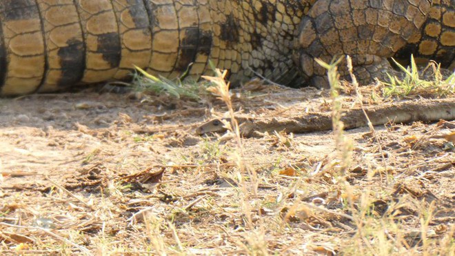 Hung hăng như rắn mamba đen cũng bị cá sấu sông Nile làm thịt trong chốc lát - Ảnh 2.