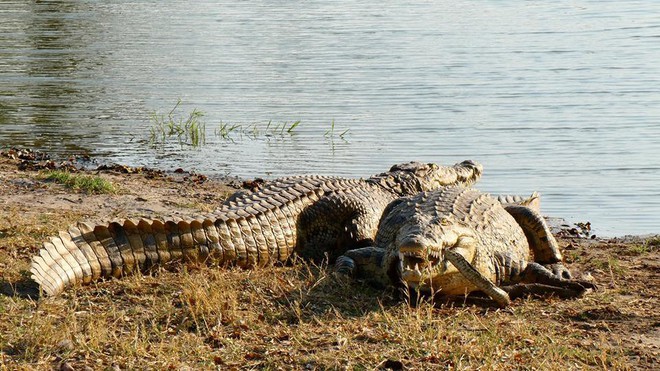 Hung hăng như rắn mamba đen cũng bị cá sấu sông Nile làm thịt trong chốc lát - Ảnh 4.