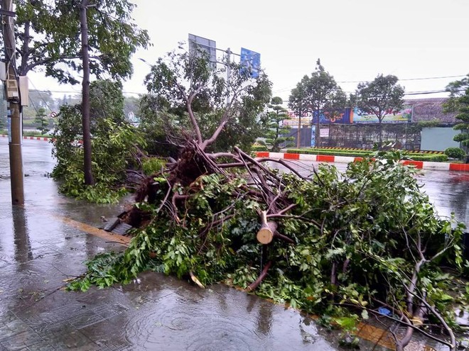 Dân Vũng Tàu hoảng sợ vì giông lốc kinh hoàng thổi bay người, xe máy sau nhiều giờ bão Usagi đổ bộ - Ảnh 2.