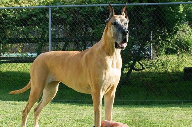 Giống chó Great Dane, gã khổng lồ với trái tim bồ câu - Ảnh 2.