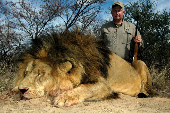 Cảnh báo: Không chỉ tê giác và hổ, sư tử châu Phi cũng sẽ sớm biến mất thôi - Ảnh 3.