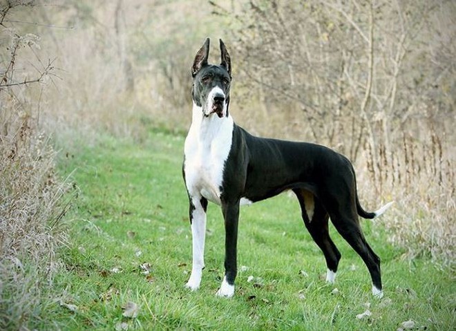 Giống chó Great Dane, gã khổng lồ với trái tim bồ câu - Ảnh 3.