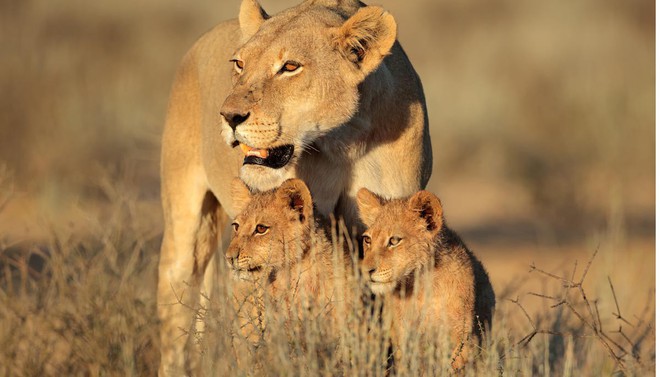 Cảnh báo: Không chỉ tê giác và hổ, sư tử châu Phi cũng sẽ sớm biến mất thôi - Ảnh 4.