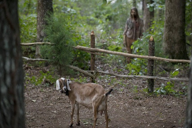 Tại sao động vật không biến thành zombie trong phim The Walking Dead? - Ảnh 2.