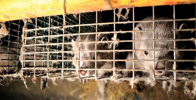 Trong trại nuôi cáo, chồn lấy lông ở Phần Lan: Những con vật xinh đẹp điên loạn cắn xé nhau, bị thương nhiễm trùng rồi nằm chờ chết - Ảnh 10.
