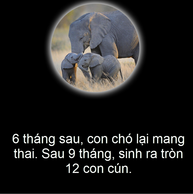 Câu chuyện qua ảnh: Voi và chó mang thai trong bao lâu? - Ảnh 3.