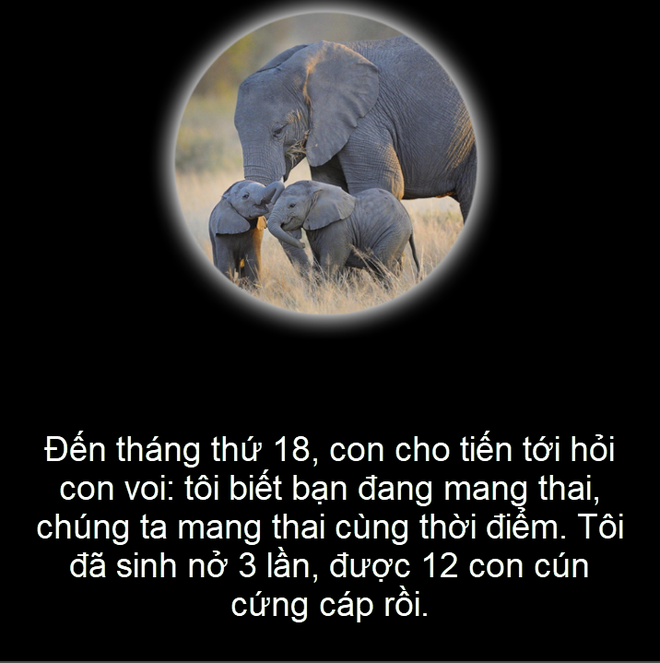 Câu chuyện qua ảnh: Voi và chó mang thai trong bao lâu? - Ảnh 4.