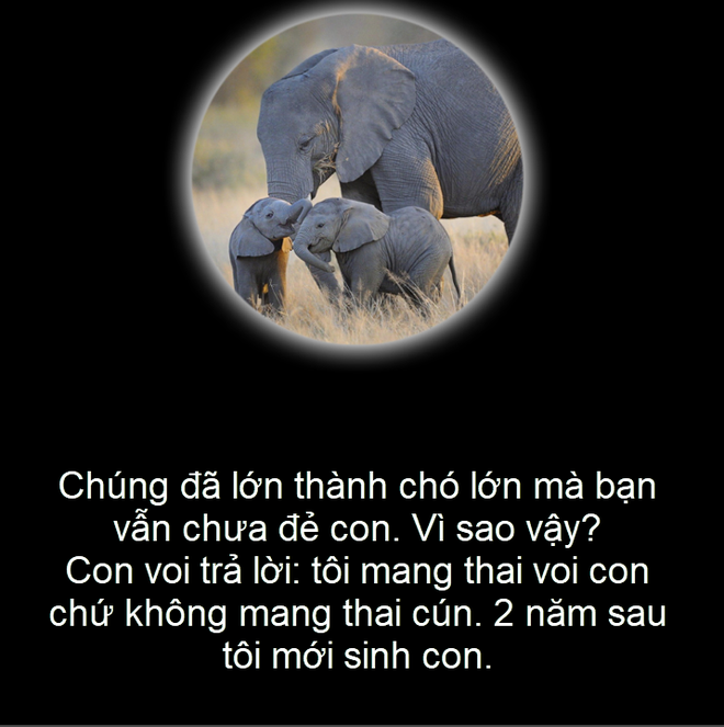 Câu chuyện qua ảnh: Voi và chó mang thai trong bao lâu? - Ảnh 5.