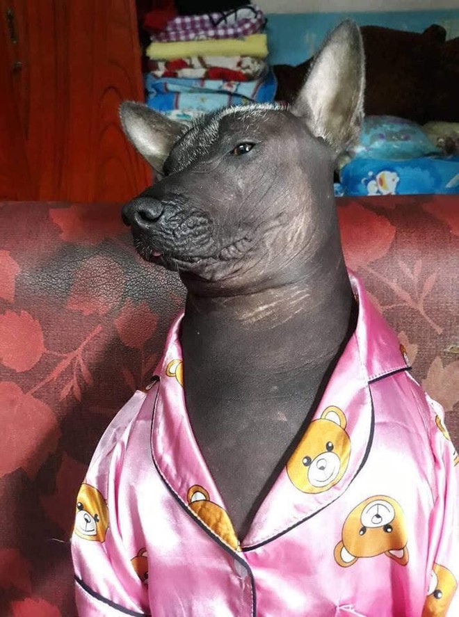 Chú chó trong bộ pyjama màu hồng thắm khiến cư dân mạng cười không nhặt được mồm - Ảnh 3.