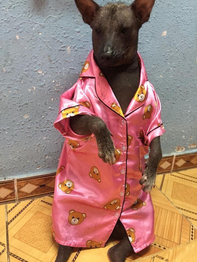 Chú chó trong bộ pyjama màu hồng thắm khiến cư dân mạng cười không nhặt được mồm - Ảnh 4.