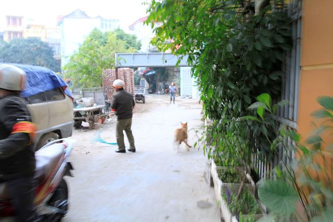 Tờ mờ sáng, theo chân đội bắt chó thả rông ở Hà Nội - Ảnh 12.