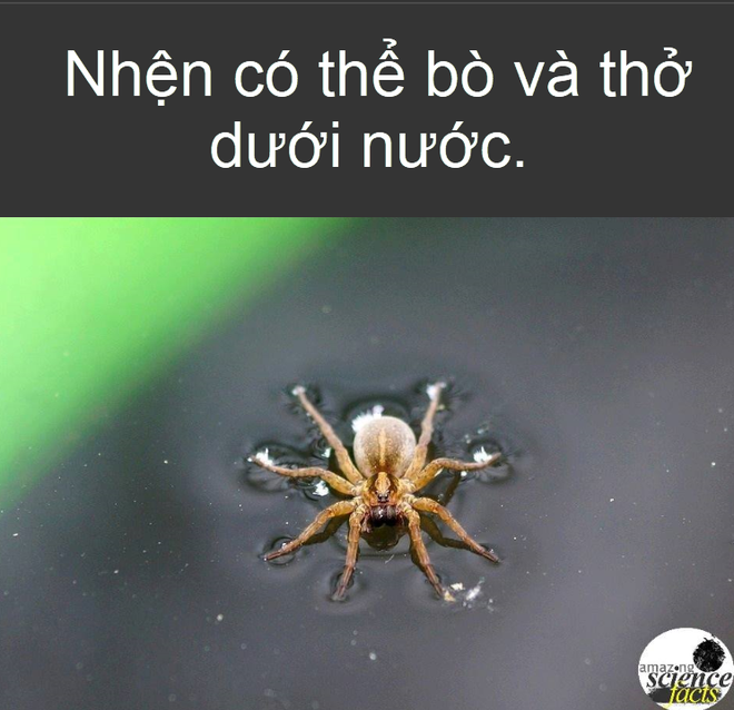 Sự thật thú vị: Loài vật nào lập công lớn trong việc gieo hàng triệu cây rừng? - Ảnh 2.