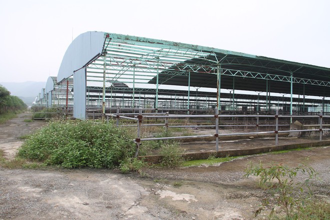 Cảnh tan hoang tại siêu dự án nuôi bò ở Hà Tĩnh được BIDV cho vay nghìn tỷ - Ảnh 7.