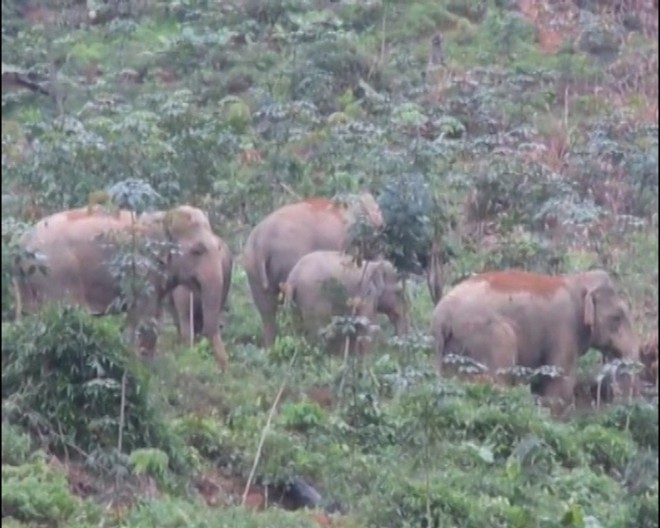 Đàn voi rừng 5 con tiến sát nhà, người dân thắp đuốc canh - Ảnh 2.