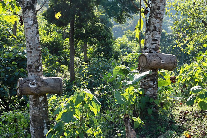 Căng tai, dõi mắt đi săn ong rừng - Ảnh 5.