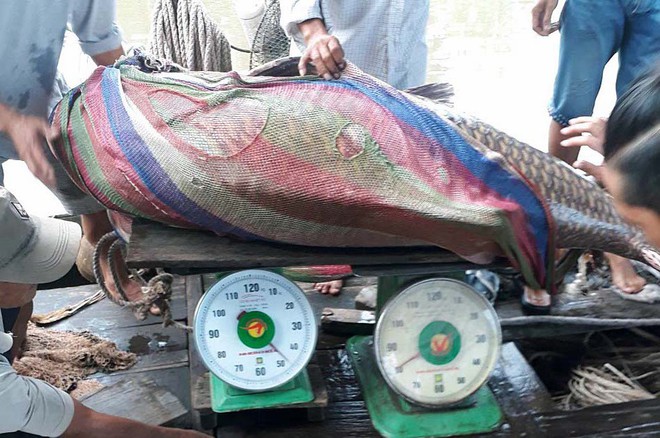 Ngư dân Vĩnh Long bắt được cá hô vàng nặng hơn 125 kg - Ảnh 1.