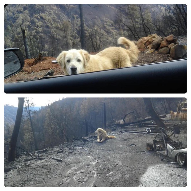 Sống sót sau vụ cháy California, chú chó vẫn quay về ngôi nhà cũ bị thiêu rụi chờ đợi chủ - Ảnh 1.