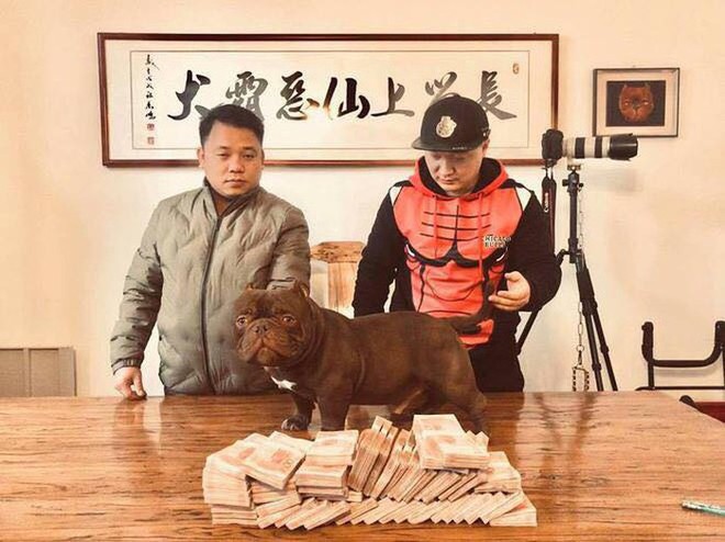 Chú chó 2,6 tỷ của đại gia Biên Hòa là loại chó cơ bắp, có màu nâu đỏ đẹp nhất Trung Quốc - Ảnh 1.