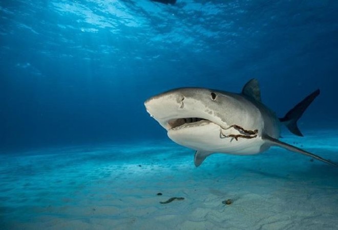 Điều gì giúp cá mập trở thành ‘sát thủ đại dương’?  - Ảnh 2.