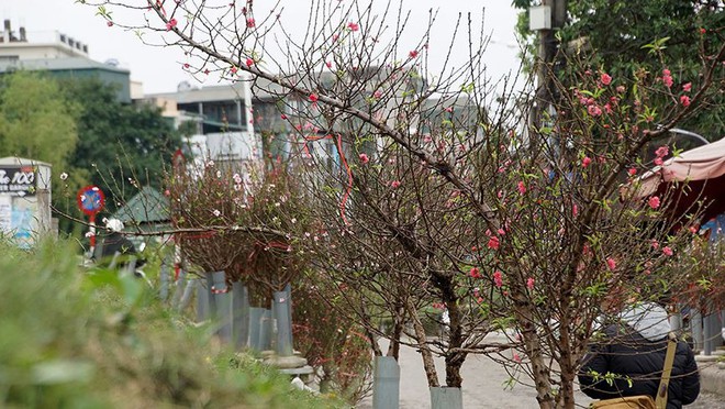Hoa đào bung nở trong giá rét, khoe sắc trên phố Hà Nội - Ảnh 7.
