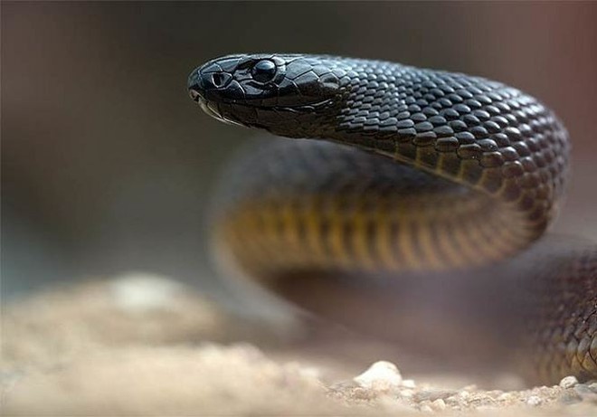 Mục sở thị loài rắn độc nhất thế giới - Ảnh 2.