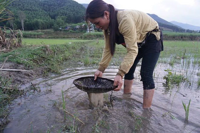 Mùa săn đặc sản nòng nọc ở vùng cao xứ Quảng - Ảnh 1.