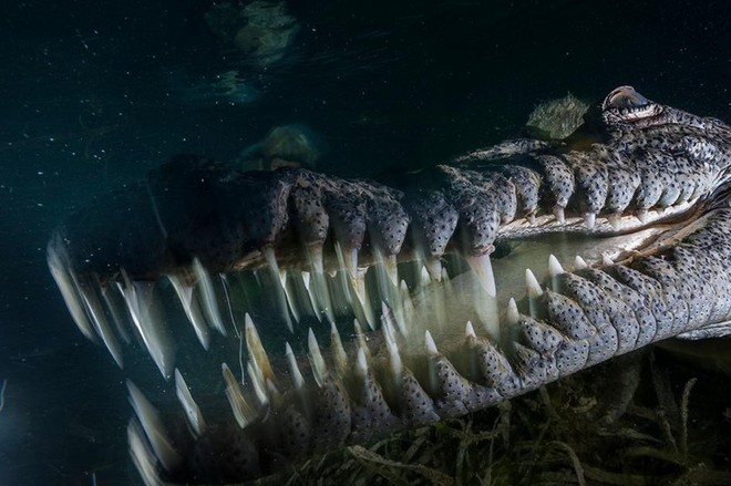 Trải nghiệm để đời của nhiếp ảnh gia khi bị cá sấu tiếp cận mà không hề hay biết - Ảnh 3.