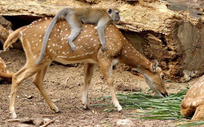 Mãn nhãn với khu rừng cổ tích đẹp lộng lẫy trên hòn đảo mưa không nghỉ ở Nhật Bản - Ảnh 8.