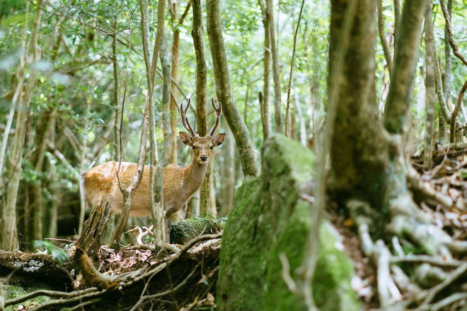 Mãn nhãn với khu rừng cổ tích đẹp lộng lẫy trên hòn đảo mưa không nghỉ ở Nhật Bản - Ảnh 9.