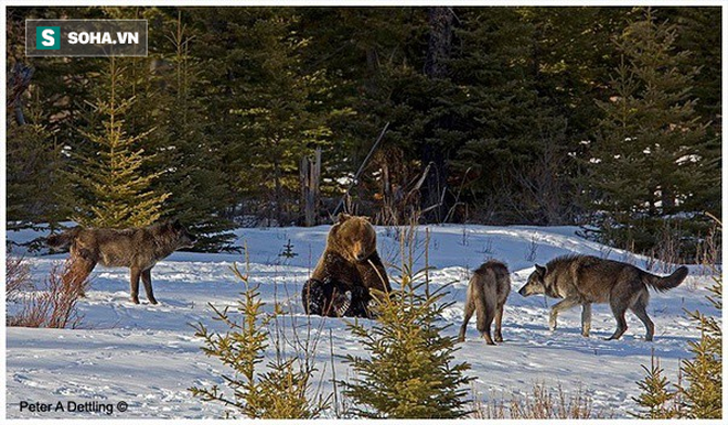 Khiêu vũ giữa bầy sói: Gấu đen chứng minh cho kẻ thù thấy mình không dễ bắt nạt - Ảnh 1.