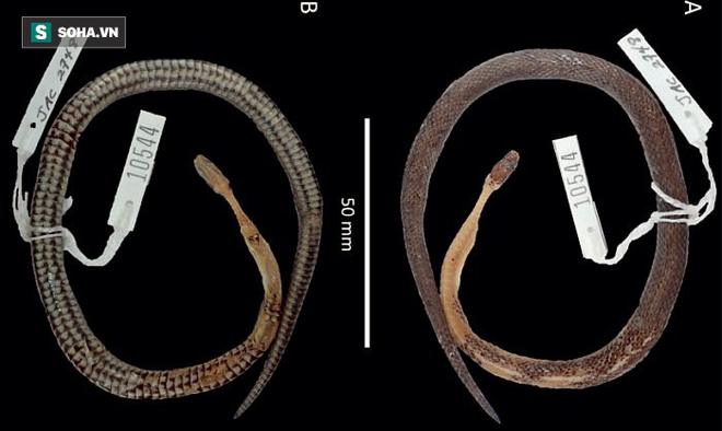 Mổ bụng con rắn độc vùng Trung Mỹ, phát hiện loài rắn mới, khoa học chưa từng biết đến - Ảnh 2.