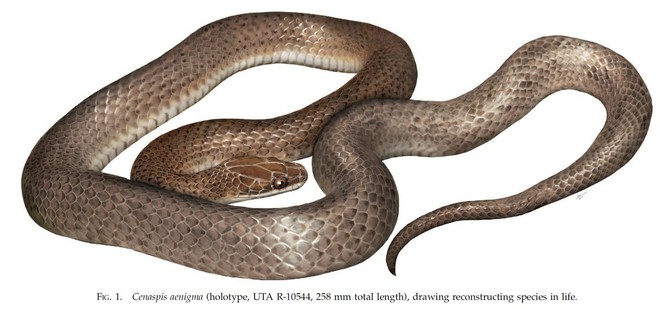 Mổ bụng con rắn độc vùng Trung Mỹ, phát hiện loài rắn mới, khoa học chưa từng biết đến - Ảnh 4.