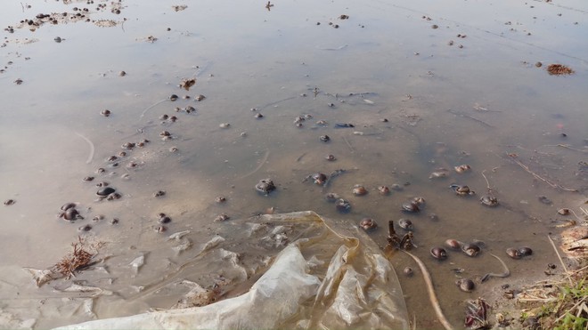 Sự cố dầu tràn ở Thanh Hóa: Cây héo rũ, cá tôm chết nổi đầy đồng - Ảnh 3.