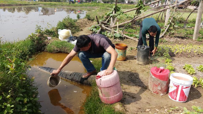 Sự cố dầu tràn ở Thanh Hóa: Cây héo rũ, cá tôm chết nổi đầy đồng - Ảnh 6.