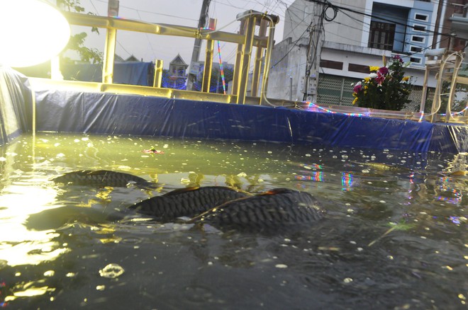 Lạ mắt hang đá đêm Noel được trang trí bể cá, với cá sấu hỏa tiễn 12kg ở Nam Định - Ảnh 22.