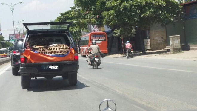 Đôi gà trống treo lủng lặng sau ô tô khiến bao người phải ngoái nhìn - Ảnh 6.