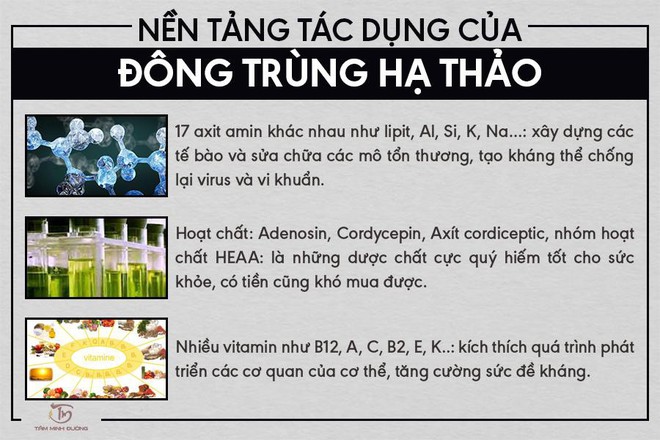 Đông trùng hạ thảo là gì? Phân loại, tác dụng và cách dùng chuẩn chỉ - Ảnh 1.