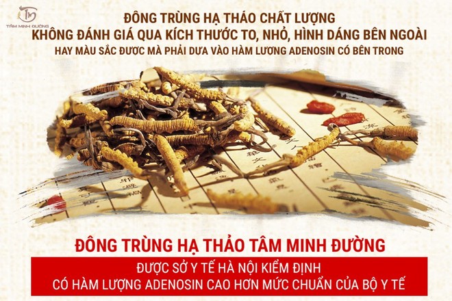 Đông trùng hạ thảo là gì? Phân loại, tác dụng và cách dùng chuẩn chỉ - Ảnh 4.