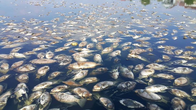 Nước ở hồ điều hoà đen kịt, cả tấn cá chết trắng mặt hồ tại Nghệ An - Ảnh 2.