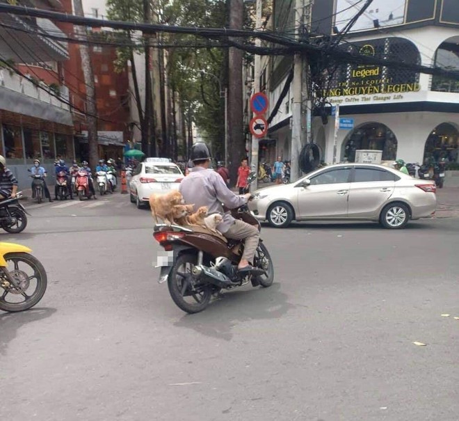 Chuyện những đàn chó khốn khổ: Đu bám trên yên xe, cùng chủ... drift qua mọi nẻo đường - Ảnh 1.