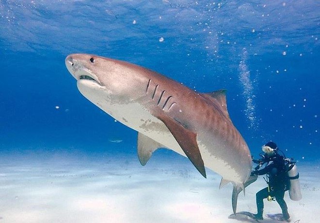 Những đặc điểm thú vị của loài cá mập - Ảnh 2.