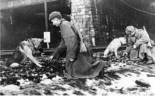 Mèo và lạc đà - những chiến binh đã giúp người lính Liên Xô thắng Thế chiến II như thế nào? - Ảnh 1.